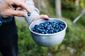 Ihr hoher gehalt an gerbstoffen macht die heidelbeere zum idealen entzündungshemmer. Heidelbeeren Das Schwedische Superfood Visit Sweden