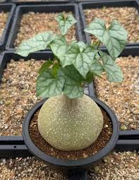 Image result for Gerrardanthus lobatus