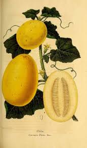Image result for Cucumis melo