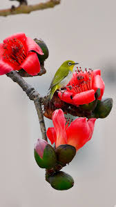 Maybe you would like to learn more about one of these? Flowers And Bird Wallpapers Wallpaper Cave