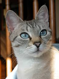 8 sierpnia — kartka z kalendarza. Swiatowy Dzien Kota Wikipedia Wolna Encyklopedia