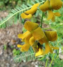 Image result for Sesbania sericea