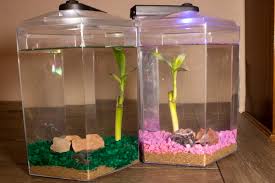 Does your child want a pet parrot? Joyful Pets That Teach Kids Easy Responsibility Powered By Mom