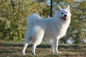 Pin On Animals I Love