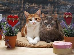Pictures of cats and flowers. Two Cats Surrounded By Flowers And Hearts Stock Photo Picture And Royalty Free Image Image 72089924