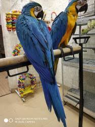 Check spelling or type a new query. Salman S Exotic Pet Store Wanowrie Pet Shops In Pune Justdial