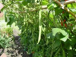 The beans will grow and wind up and around. Supporting Runner Climbing Beans Building Bean Frames