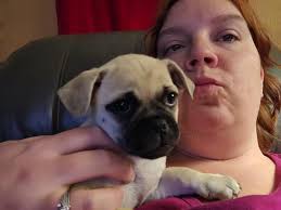 Can I see all those chunker puppers? 😍 here is our Turbo. She is a Chug  (chihuahua/ pug)