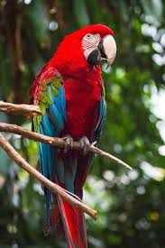 Green Winged Macaw By Rhandy Cruz On 500px Colorful Parrots Green Wing Macaw Beautiful Birds