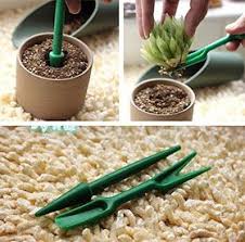 Lo primero que tenemos que hacer, es llenar el fondo de la taza con un poco de arena o con la. El Cuaderno De Campo Como Reproducir Un Cactus O Planta Suculenta Por Hijuelos O Hijos Suculentas Plantas Suculentas Cactus