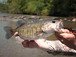 Floating the Flint River for Shoal Bass