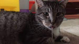 Hadits ini menunjukkan bahwa kucing adalah binatang yang suci, dan air liurnya juga suci. Kenapa Air Liur Kucing Meleleh Keluar Eintan Nurfuzie Lifestyle Beauty Travel Tips Rawatan Kucing Review