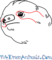 Maybe you would like to learn more about one of these? How To Draw A Sloth Head In 8 Easy Steps