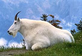Mountain Goat Definition And Synonyms Of Mountain Goat In The English Dictionary