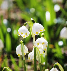 Maybe you would like to learn more about one of these? Spring Snowflake