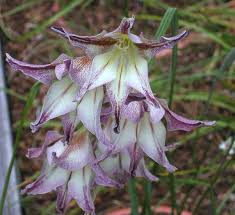 Image result for Gladiolus magnificus