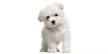 Puppy Finder | Find Your Perfect Puppy | Greenfield Puppies