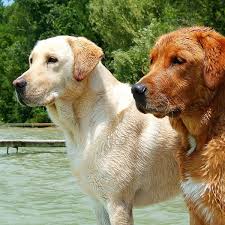 The labrador is one of the most popular dog breeds in a number of countries in the world, particularly in the western world. Obesity Appetite And A Gene Mutation In Labrador Retrievers Pethelpful
