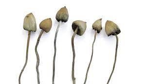 Is It Safe To Take Magic Mushrooms Health Wellbeing The Guardian