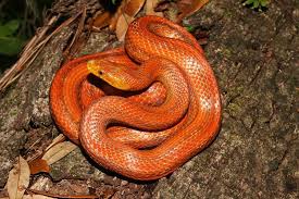 Black And Orange Snake Florida Poisonous Log In Rat Snake Snake Reptiles And Amphibians