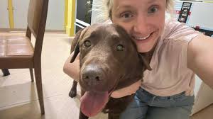 Chocolate labrador reunited with owner after quarantine