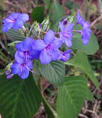 Image result for Eranthemum pulchellum