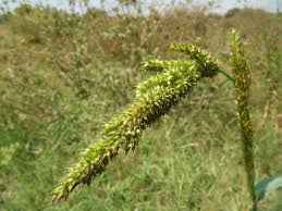 Image result for Echinochloa