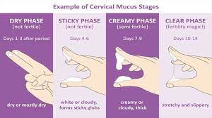 Apr 20, 2020 · ovulation lasts for 12 to 48 hours, but you are potentially fertile for up to seven days, and maybe up to 10 days, according to the most optimistic studies. Top 7 Signs That You Are Not Ovulating Conceiveeasy Com In 2021 Cervical Mucus Natural Family Planning Fertility Awareness Method