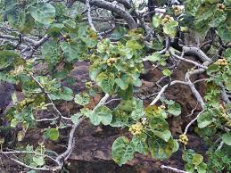Image result for Ficus abutilifolia