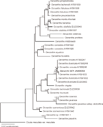 Image result for Oenanthe mildbraedii