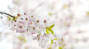 Photo Mme BERCETCHE Louise : Remerciement (29 septembre 2025 ...