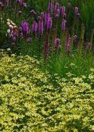 Coreopsis Moonbeam Liatris Spicata Planting