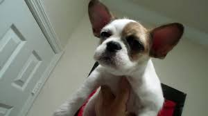 Home raised high quality akc registered regular and mini french bullies, potty trained. Bullshit Puppy French Bulldog Shih Tzu Video Dailymotion