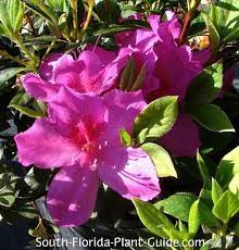 Azalea Formosa Lavender Flowers Azalea Flower Plants Azaleas