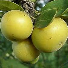 Image result for Dovyalis afra