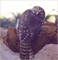 Conservationists want the cactus ferruginous pygmy owl back on the endangered species list, but opponents say it's unnecessary. Who Needs Critical Habitat High Country News Know The West