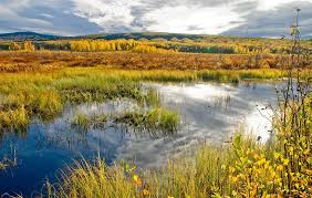 Wetlands play a number of functions, including water purification, water storage, processing of c. Tehran To Host Intl Webinar On Wetlands Protection Tehran Times