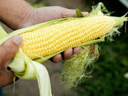 Taber Corn Producers Prepare To Hit Alberta Stands | Watch News Videos  Online