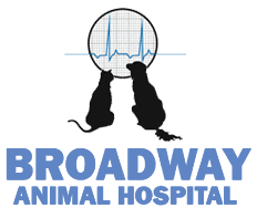 Laurel bjornson is licensed by the american veterinary chiropractic association to help your. Visit Broadway Animal Hospital In Eureka