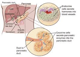After someone is diagnosed with pancreatic cancer, doctors will try to figure out if it has spread, and if so, how far. What Is Pancreatic Cancer