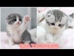 cok tatli kediler youtube kedi yavru kediler cute kittens