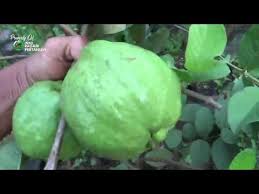 Cara mengatasi jambu kristal busuk penyebab daun jambu kristal berubah berwarna kuning dan cara . Cara Budidaya Jambu Kristal Agar Cepat Berbuah Lebat