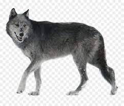The wolf among us furry wolf teen wolf wolf in sheeps clothing wolf among us big bad wolf dire wolf. Black And Grey Wolf Hd Png Download Vhv