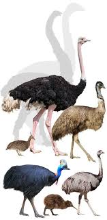 What S An Ecological Niche Different Species And Their Place Within Nature Ecology Ecological Niche Bird Silhouette
