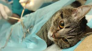 Kedi Kisirlastirmak Bir Zalimlik Mi Yoksa Uygulanmasi Elzem Olan Dogal Bir Mudahale Mi Eksi Seyler
