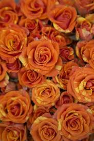 Send flowers to gilbert usa. 470 Flower Rainbow Ideas In 2021 Flowers Planting Flowers Beautiful Flowers