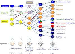 However, stage 2 flower buds also showed a few cells in the subepidermal and. A Multiscale Analysis Of Early Flower Development In Arabidopsis Provides An Integrated View Of Molecular Regulation And Growth Control Biorxiv