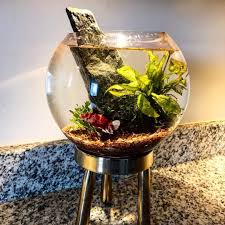 Low Tech Betta Fish Bowl Planted Tank Without Filter All Credit To Fit Aquaria On Instagram As The Owner Of This Content Betta Fish Bowl Tank Design Low Tech