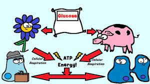 Maybe you would like to learn more about one of these? Plants And Animals Need Sugar Specifically Glucose Plants As Well As Animals Use Glucose To Make Atp Energy In A Process Known As Cellular Respirat Merken