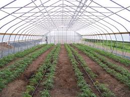 High Tunnels Grow Organic Fruits And Vegetables Rimol Greenhouses Tunnel Greenhouse Greenhouse Vertical Farming